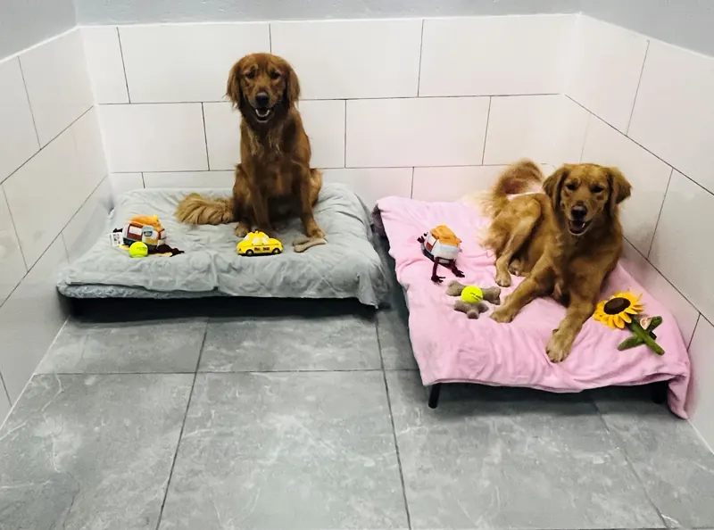 Boarding at My Buddy Pet Care