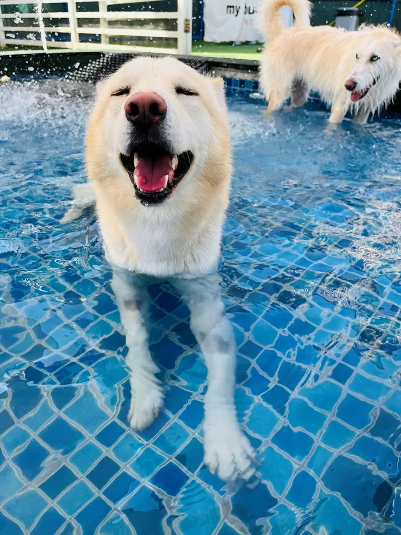 White dog smiling in the swimming pool